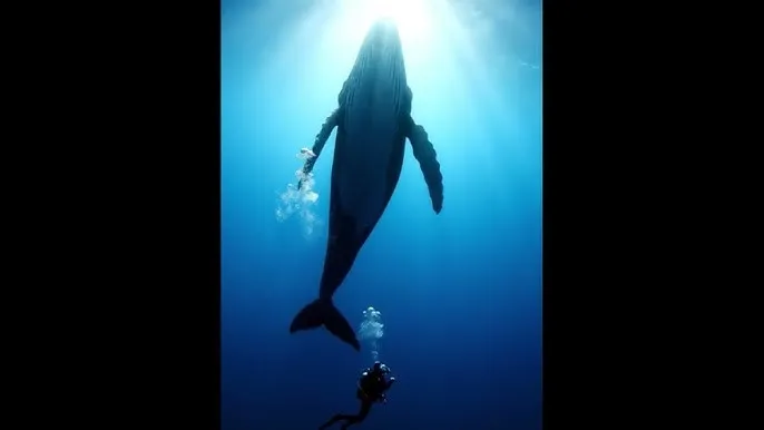 看a片 - 深蓝星球：探索海洋深处的未知世界